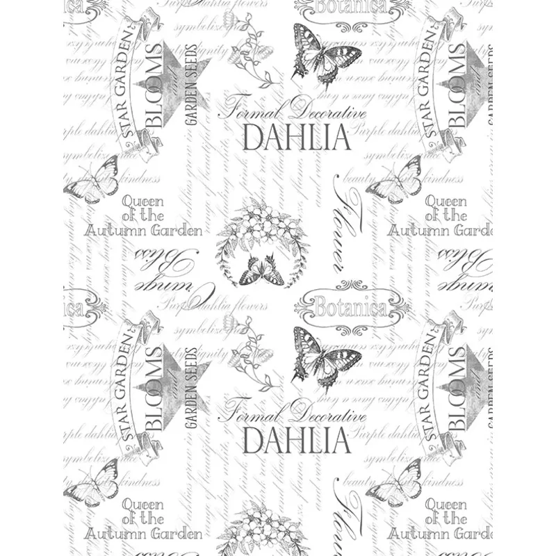 Dahlia Botanica:Ephemera White