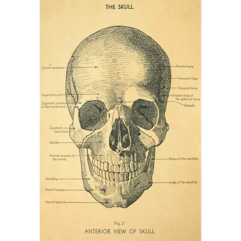Florentine Print Skull